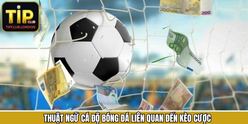 Những thuật ngữ thường gặp trong các loại kèo phổ biến